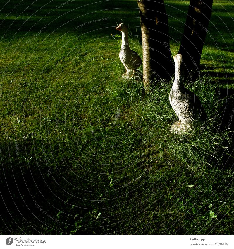 nils und seine freunde Farbfoto Gedeckte Farben Außenaufnahme Menschenleer Tag Schatten Kontrast Silhouette Blick Umwelt Natur Landschaft Baum Gras Garten Park