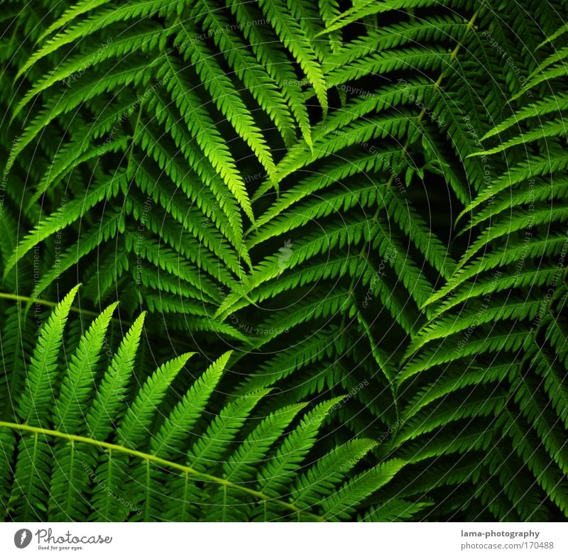 jungle leaves Farbfoto Außenaufnahme Nahaufnahme Detailaufnahme Makroaufnahme Strukturen & Formen Textfreiraum links Textfreiraum rechts Textfreiraum oben