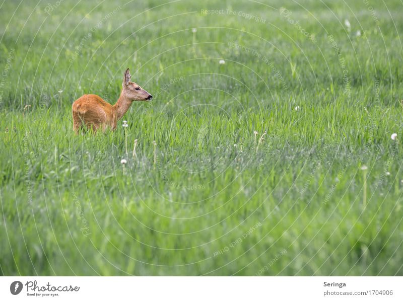 Scheues Reh Tier Wildtier Tiergesicht Fell Fährte 1 Bewegung Fressen springen Rehkitz Rehauge beobachten Farbfoto mehrfarbig Außenaufnahme Menschenleer