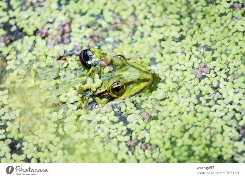 Abtauchen Natur Tier Wildtier Frosch Tiergesicht 1 nah wild grün schwarz Froschkönig Teich Bach Wasserlinsen Vorsicht achtsam Wachsamkeit Vogelperspektive