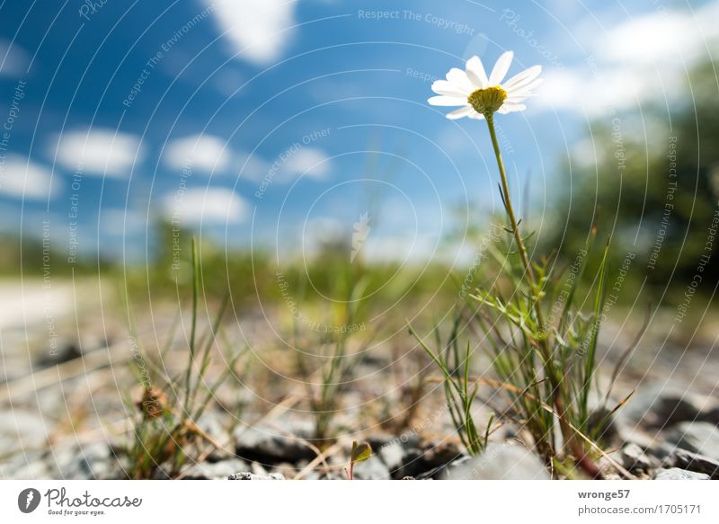 Am Wegesrand Umwelt Pflanze Himmel Wolken Horizont Sommer Schönes Wetter Blume Feld Wege & Pfade Fahrradweg Schotterweg klein blau braun grün weiß Wiesenblume