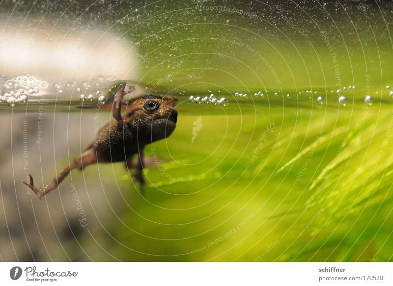 High Five Farbfoto Makroaufnahme Froschperspektive Umwelt Natur Tier Teich See Haustier gruselig klein grün Molch Kaulquappe Kröte Wasseroberfläche Begrüßung