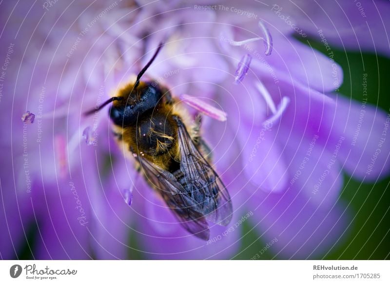 summsumm2 Umwelt Natur Pflanze Blume Blüte Tier Nutztier Biene 1 klein violett Umweltverschmutzung Umweltschutz Insekt Farbfoto Außenaufnahme Nahaufnahme