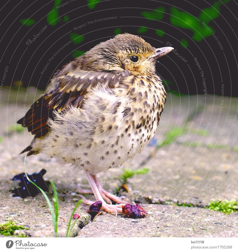 Amsel Küken Tier Erde Sonnenlicht Frühling Schönes Wetter Gras Moos Garten Park Wildtier Vogel Tiergesicht Flügel Krallen 1 Tierjunges niedlich blau braun