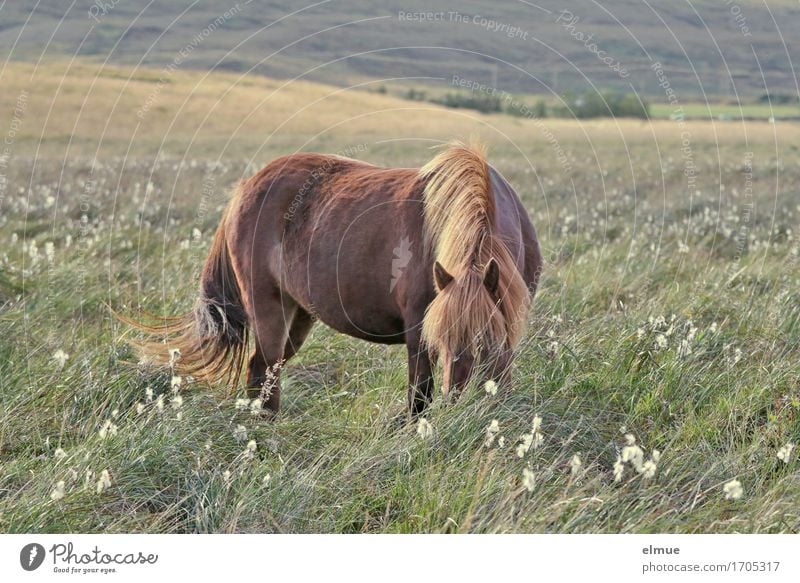 weites Land Ferien & Urlaub & Reisen Freiheit Natur Wiese Weide Island Pferd Island Ponys Isländer Mähne Fell Fellfarbe Schwanz Fressen ästhetisch Originalität