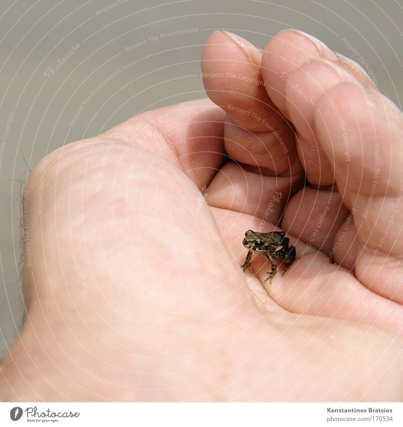 bitteschön Schiffi... Farbfoto Außenaufnahme Nahaufnahme Tag Sonnenlicht Tierporträt Freiheit Hand Finger 1 Mensch Natur Teich See Bach Frosch Tierjunges