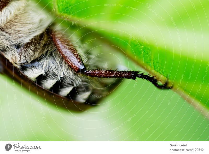 Maikäfer im Juni Farbfoto Außenaufnahme Nahaufnahme Detailaufnahme Makroaufnahme Tag Tierporträt Umwelt Natur Frühling Sommer Pflanze Blatt Grünpflanze Wiese