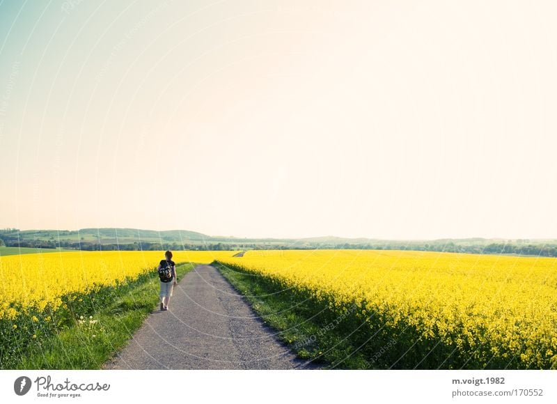 Und er teilte das gelbe Meer... Farbfoto Textfreiraum oben Tag Sonnenlicht Weitwinkel Blick nach vorn wandern Frau Erwachsene 1 Mensch Himmel Wolkenloser Himmel