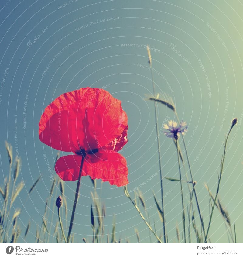 Honeymohn Natur Pflanze Schönes Wetter Gras schön Mohnblüte Kornblume rot türkis Sonne Sommer Wachstum Sonnenbad Wärme hoch Himmel Stengel Farbfoto mehrfarbig