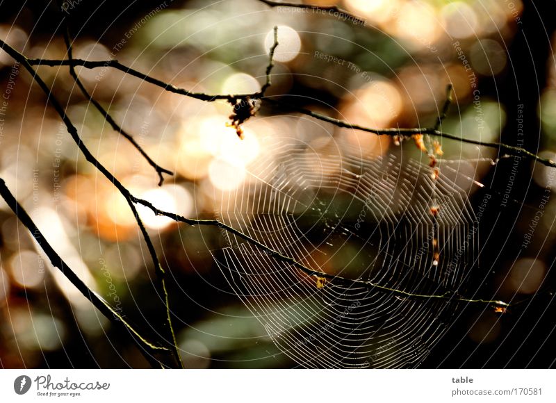 Fallenstellerin Farbfoto Reflexion & Spiegelung Sonnenlicht Umwelt Natur Landschaft Pflanze Tier Baum Wildtier Spinne bauen beobachten fangen ästhetisch braun