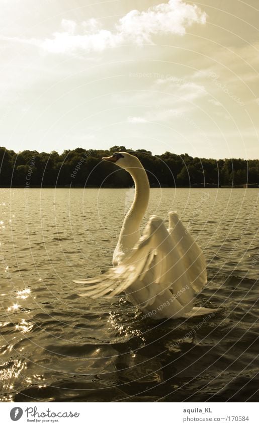 Hier wohne ich Außenaufnahme Textfreiraum oben Gegenlicht Tierporträt Wildtier Vogel Schwan 1 Stimmung Warmherzigkeit Zusammensein Tierliebe Verliebtheit