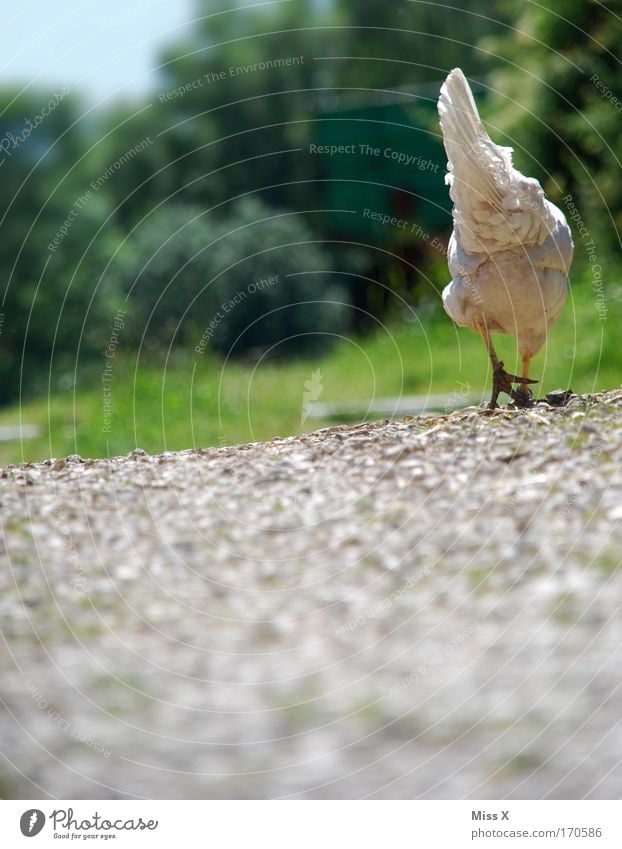 ich leg jetzt ein Ei Farbfoto Außenaufnahme Schwache Tiefenschärfe Froschperspektive Rückansicht Natur Erde Gras Wege & Pfade Nutztier Vogel Flügel 1 Tier