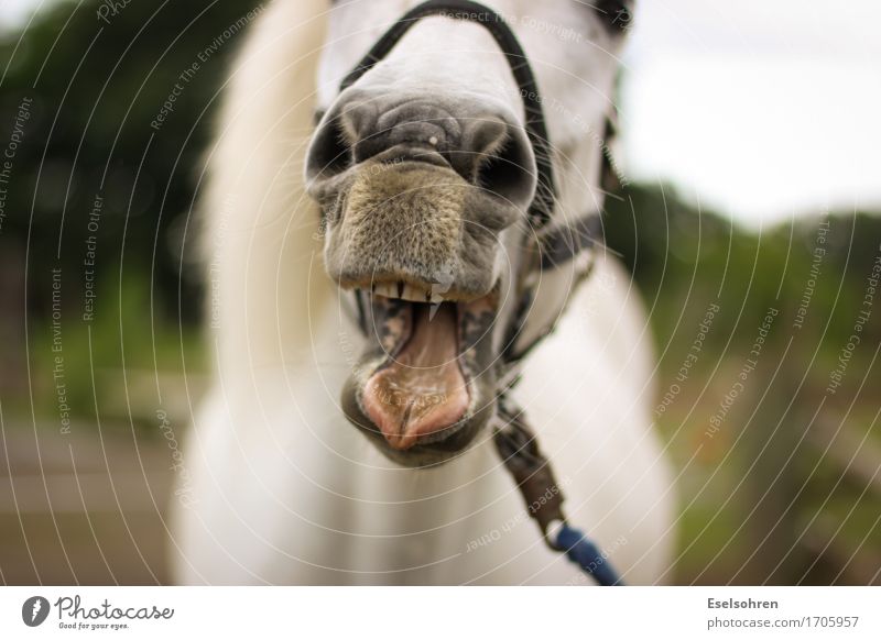 Huh! Reiten Nase Mund Zähne Wiese Tier Nutztier Pferd Tiergesicht Fell 1 Fressen füttern lachen eckig lustig wild Freude Fröhlichkeit Lebensfreude Tierliebe