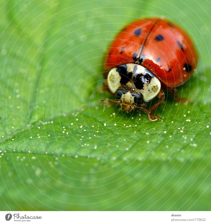 Migrations-Mariechen (Harmonia axyridis) Farbfoto Außenaufnahme Makroaufnahme Menschenleer Textfreiraum links Textfreiraum unten Unschärfe