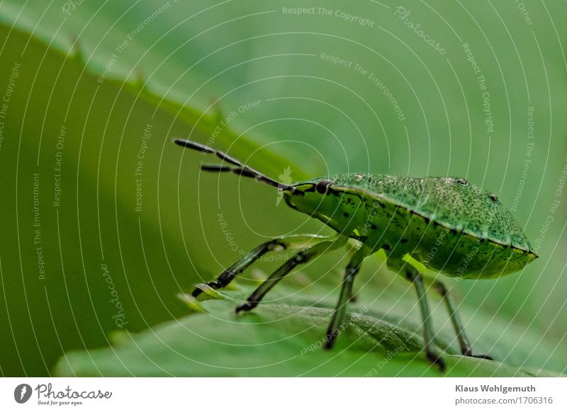 Breitseite Umwelt Natur Pflanze Blatt Park Wiese Wald Tier Käfer Stinkwanze Nymphe 1 hocken sitzen warten grün schwarz Facettenauge Fühler Farbfoto