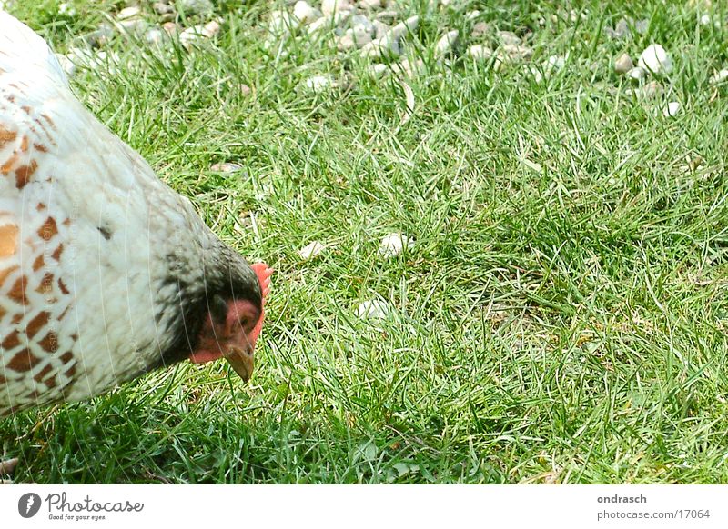 Huhun Haushuhn Wiese Gras Tier Bauernhof Ei Feder Picken