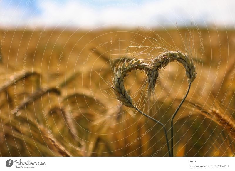 herzlich Getreide Umwelt Natur Himmel Wolken Sommer Schönes Wetter Pflanze Nutzpflanze Feld Herz authentisch Gesundheit natürlich Umweltschutz Gerste ökologisch