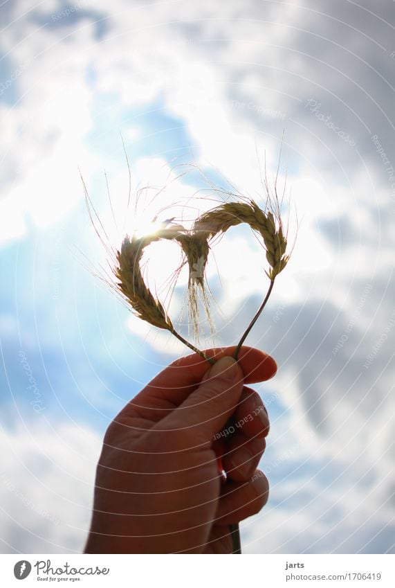 mit viel liebe Hand Finger Himmel Wolken Sommer Nutzpflanze Herz natürlich Liebe Verliebtheit Verantwortung Weisheit Natur Umweltschutz Gerste Naturliebe Sonne