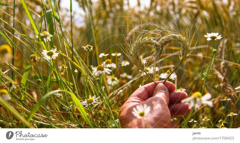 naturliebhaber Lebensmittel Getreide Hand 1 Mensch Umwelt Natur Pflanze Sommer Schönes Wetter Nutzpflanze Feld frisch Gesundheit natürlich positiv Zufriedenheit