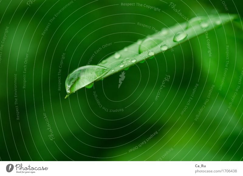 Sprungbrett Umwelt Natur Pflanze Wasser Wassertropfen Regen Baum Blatt Garten ästhetisch grün Farbfoto Außenaufnahme Tag Unschärfe