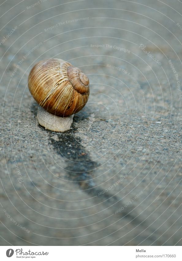 Schnell weg! Farbfoto Gedeckte Farben Außenaufnahme Menschenleer Textfreiraum rechts Textfreiraum oben Tag Zentralperspektive Totale Rückansicht Natur Tier