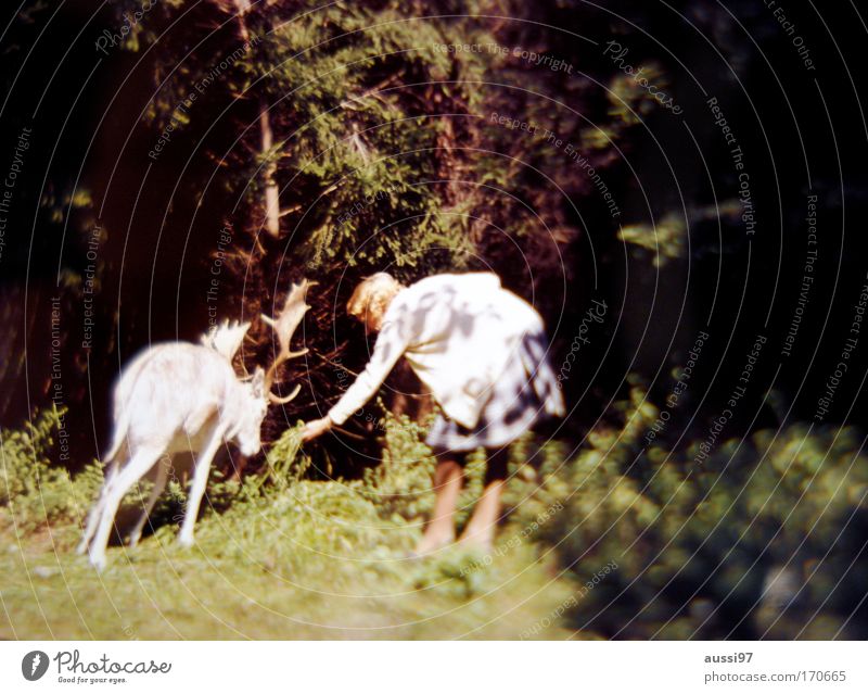 Komm her oder ich mach dich Salami. Farbfoto Außenaufnahme Unschärfe feminin 1 Mensch Zoo Streichelzoo Tier füttern Elch Surrealismus Positive liquid Märchen