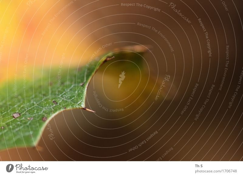 Blatt Natur Pflanze Frühling Sommer Blühend ästhetisch authentisch einfach elegant frisch natürlich braun grün Gelassenheit geduldig ruhig Farbe einzigartig