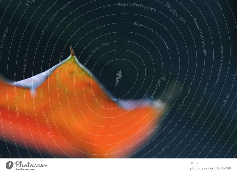 Blatt Natur Pflanze Frühling Sommer Bewegung Blühend leuchten ästhetisch authentisch einfach elegant frisch natürlich blau orange Gelassenheit geduldig ruhig