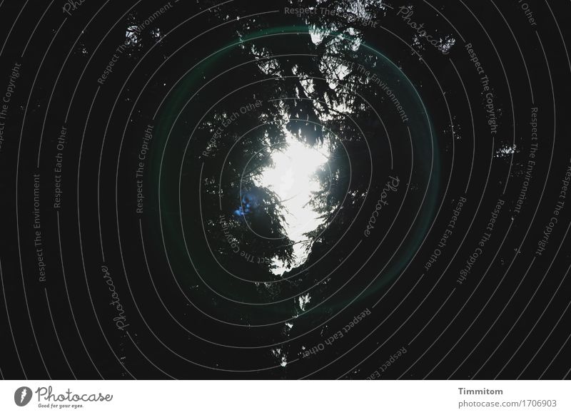 Tlön | Da ist nichts! Umwelt Natur Pflanze Himmel Wald Blick dunkel blau grün schwarz weiß Kreis Blendenfleck Öffnung wirklich Farbfoto Außenaufnahme