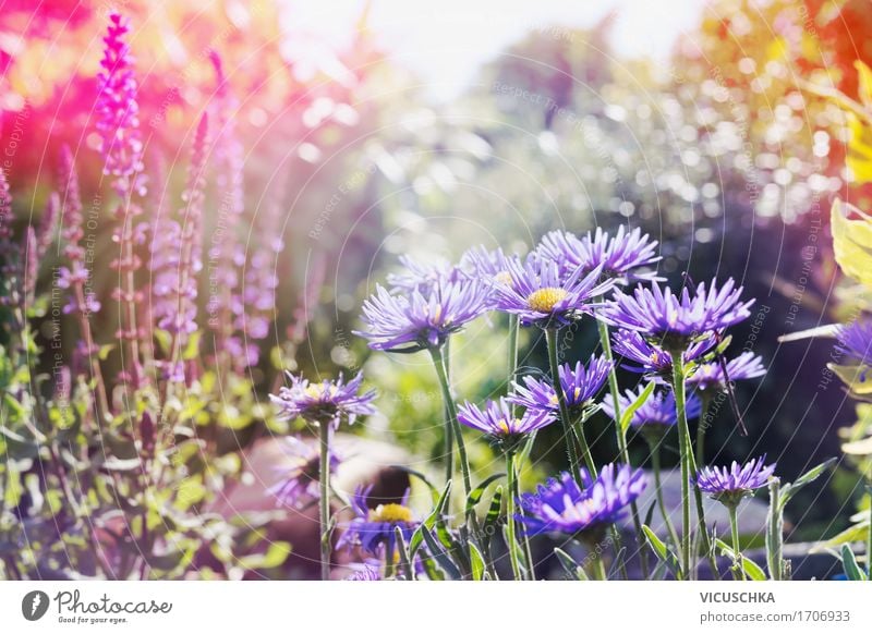 Sommer, Garten mit rosa und lila Blumen Lifestyle Design Natur Landschaft Pflanze Sonnenlicht Herbst Schönes Wetter Gras Blatt Blüte Park gelb Blumenwiese