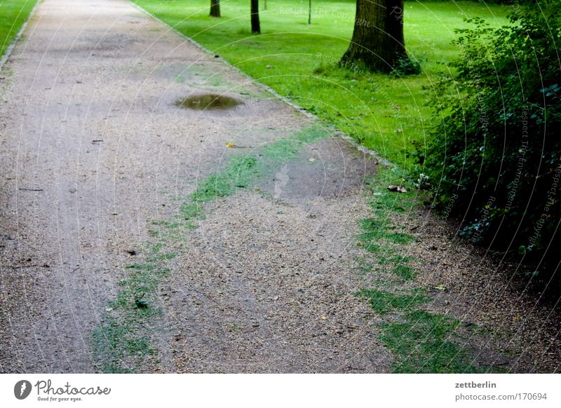 Berlin-Tiergarten Abend Dämmerung Wege & Pfade Fußweg Park Garten Gärtner Grünfläche grünflächenamt Spuren Gras Rasen Sportrasen Wiese Allee Baum Baumstamm