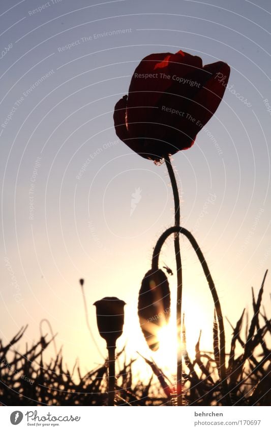 wer sieht die fliege? Farbfoto Außenaufnahme Dämmerung Sonnenstrahlen Sonnenaufgang Sonnenuntergang Gegenlicht Wolkenloser Himmel Pflanze Blume Mohn Mohnblüte