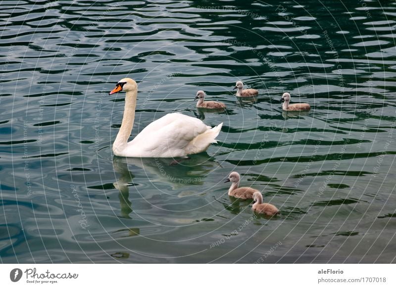 Swan and its offspring Natur Tier Wasser Wellen See Bled Schwan Tiergruppe Tierjunges Tierfamilie Schwimmen & Baden tauchen schön blau grau türkis weiß