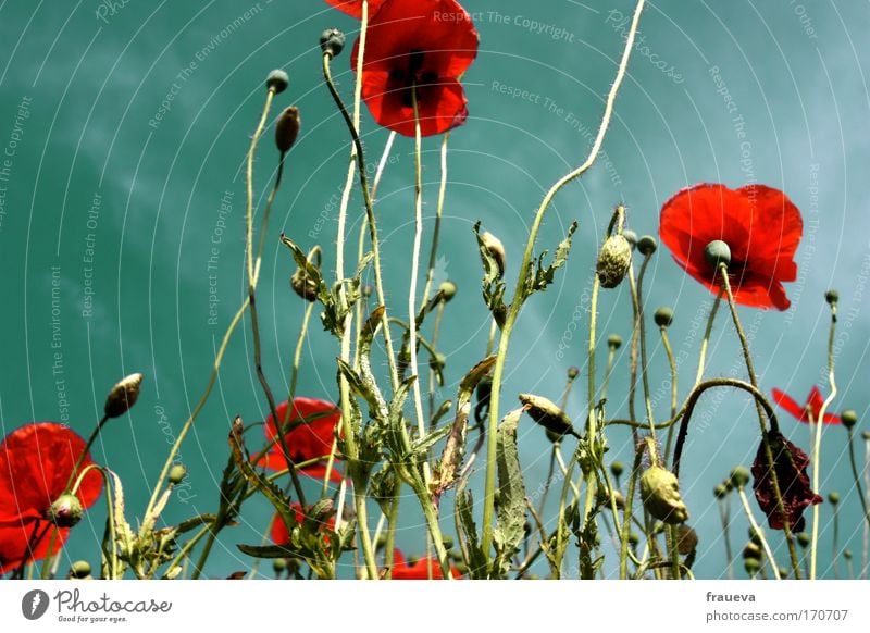 klatsch für den mohn Farbfoto mehrfarbig Außenaufnahme Textfreiraum links Tag Kontrast Sonnenlicht Froschperspektive Umwelt Natur Pflanze Tier Himmel Wolken