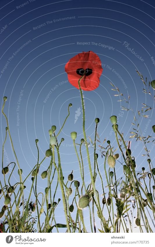 No man on the mohn Farbfoto mehrfarbig Außenaufnahme Textfreiraum oben Sonnenlicht Umwelt Natur Pflanze Himmel Wolkenloser Himmel Sommer Schönes Wetter Blume