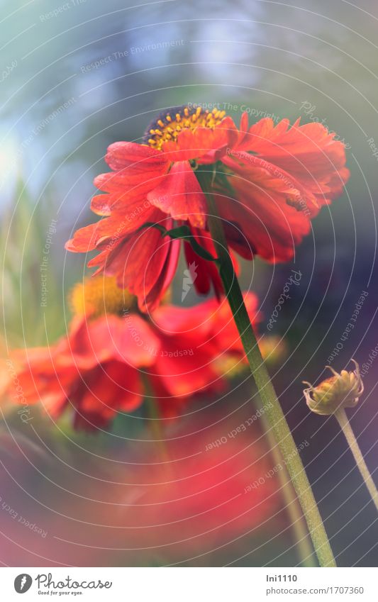 Sonnenbraut Blüten in rot Pflanze Sonnenlicht Sommer Blume Helenium Garten Park frech schön braun mehrfarbig gelb grau grün orange Warmherzigkeit Romantik Natur