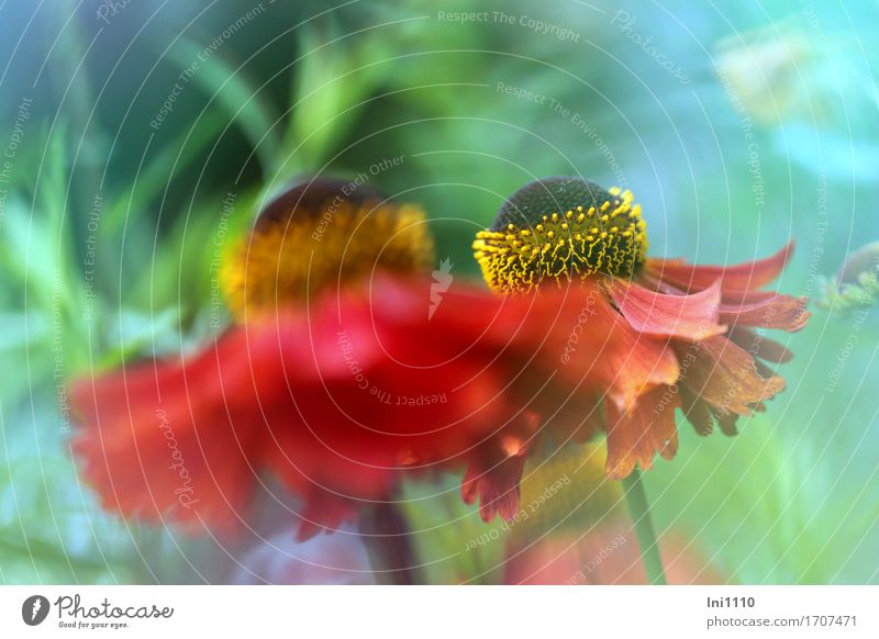 Sonnenbraut Blüten in rot Natur Pflanze Sommer Blume Helenium Garten Park schön natürlich rund blau braun mehrfarbig gelb grün orange Sommerblumen Bananenstaude