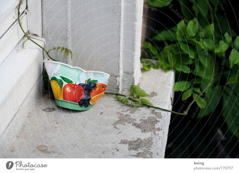 Eisbecher Farbfoto Frucht Dessert Schalen & Schüsseln liegengelassen Müll bewachsen Ranke zerdrückt zurücklassen 1 Pappbecher Menschenleer Fensterbrett Ecke