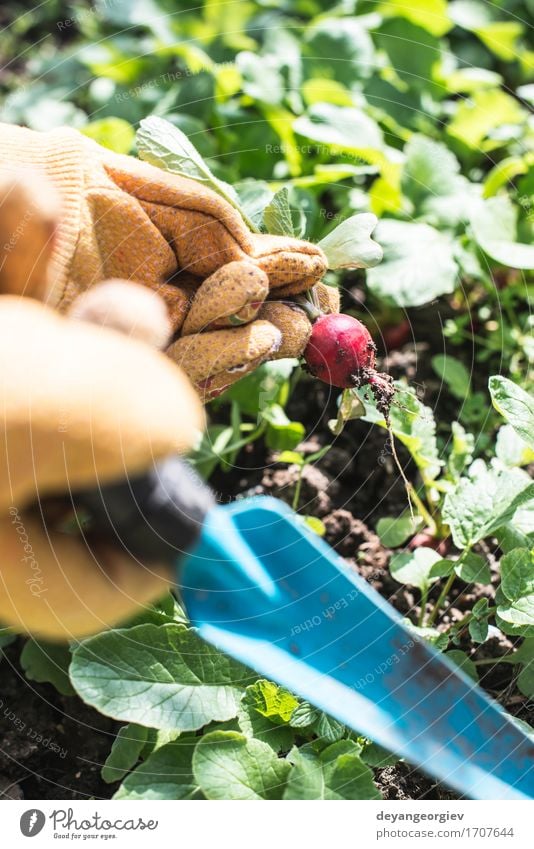 Radieschen im Garten pflücken Gemüse Vegetarische Ernährung Sommer Gartenarbeit Frau Erwachsene Hand Natur Pflanze Erde Blatt Wachstum frisch grün rot organisch