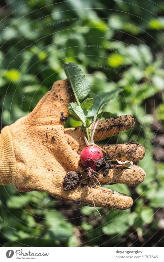 Radieschen im Garten pflücken Gemüse Vegetarische Ernährung Sommer Gartenarbeit Frau Erwachsene Hand Natur Pflanze Erde Blatt Wachstum frisch grün rot organisch