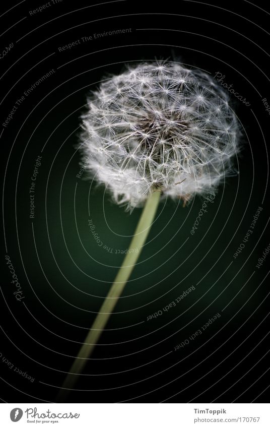 Blowball Außenaufnahme Blume Löwenzahn schön blasen Stengel ästhetisch Pollen Blüte grün Umweltschutz Pflanzenschutz friedlich