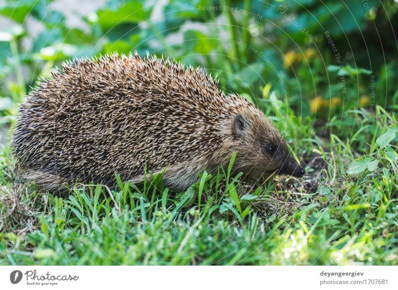 Igel auf grünem Gras Sommer Garten Natur Pflanze Tier Wald klein natürlich stachelig wild braun Rasen Säugetier Tierwelt Borsten Verteidigung Nadel Schnauze