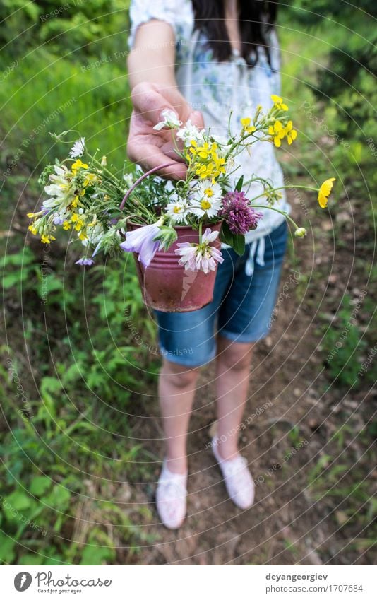 Frau sammelt Blumen schön Sommer Garten Gartenarbeit Mädchen Erwachsene Natur Pflanze Gras Wiese Kleid Behaarung Blumenstrauß niedlich wild grün jung sammelnd