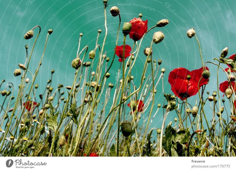 klatsch für den mohn 2 Farbfoto mehrfarbig Außenaufnahme Tag Sonnenlicht Froschperspektive Umwelt Natur Pflanze Tier Himmel Wolken Sommer Schönes Wetter Blume