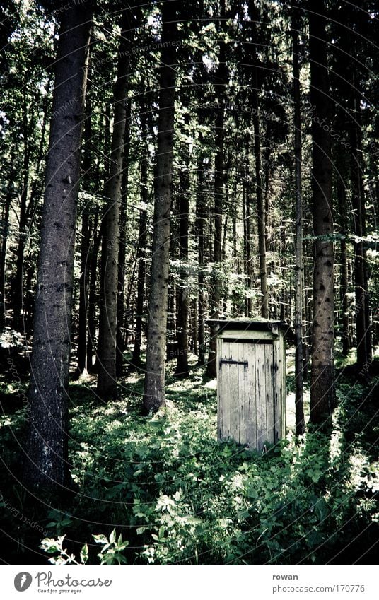 ruheort Farbfoto Gedeckte Farben Tag Hütte Plumpsklo gebrauchen sitzen Toilette Wald Baum Baumstamm Waldlichtung ruhig defäkieren Stuhlgang Menschenleer