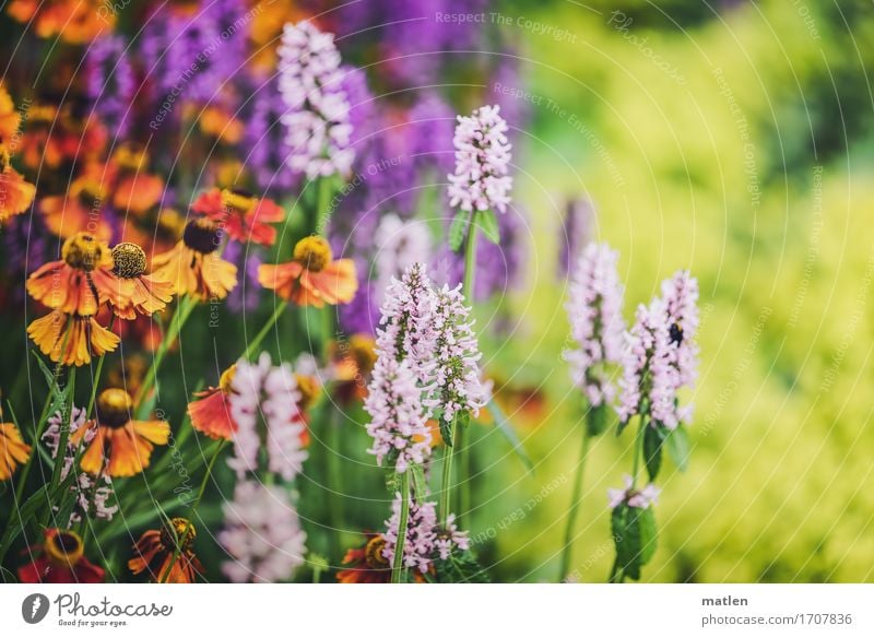 Sommerzeit Umwelt Natur Pflanze Blume Blatt Blüte Blühend braun mehrfarbig gelb grün violett orange rosa Beet beeindruckend Farbfoto Außenaufnahme Nahaufnahme