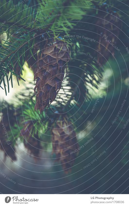 Nahaufnahme eines pinecone, der an einem immergrünen Tannenbaum hängt. Sommer Dekoration & Verzierung Natur Pflanze Baum Wald natürlich neu Immergrün erhängen