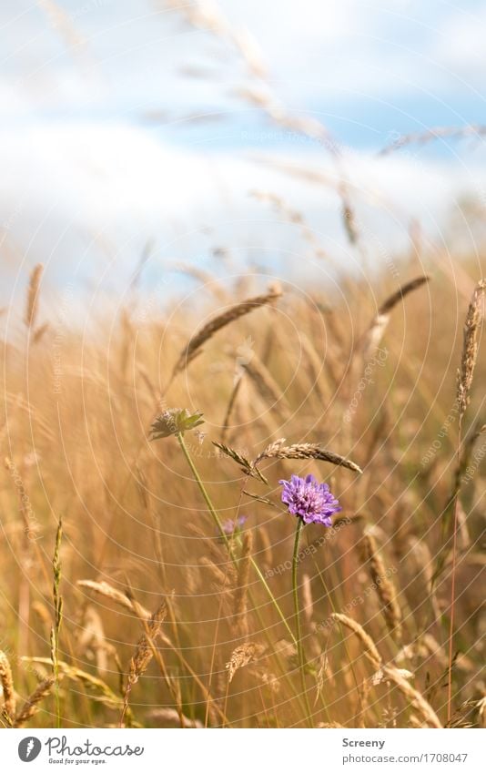 Einzigartig Natur Landschaft Pflanze Himmel Wolken Sommer Schönes Wetter Blume Gras Wildpflanze Feld Eifel Blühend Wachstum klein blau gelb violett weiß