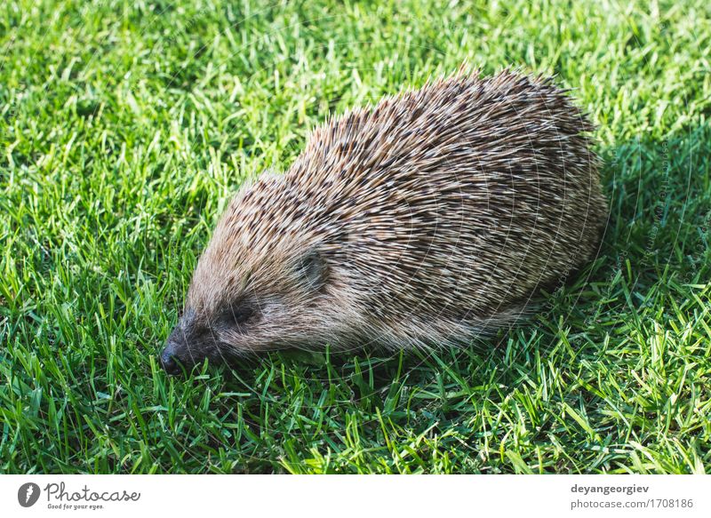 Igel auf einer Bergwiese Sommer Garten Natur Pflanze Tier Gras Wald klein natürlich stachelig wild braun grün Rasen Säugetier Tierwelt Borsten Verteidigung