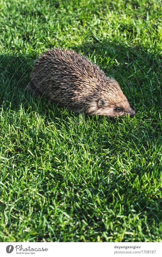 Igel auf einer Bergwiese Sommer Garten Natur Pflanze Tier Gras Wald klein natürlich stachelig wild braun grün Rasen Säugetier Tierwelt Borsten Verteidigung